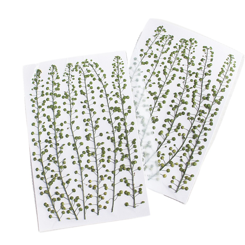 Natuurlijke kleur groene bel g - Resin Art Baby recensie en prijs