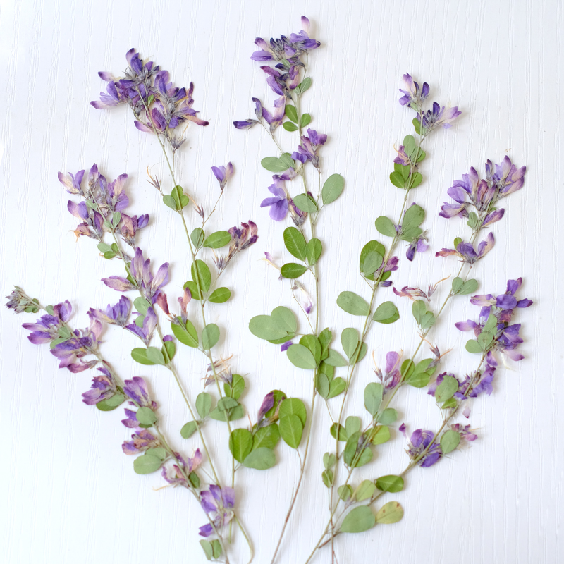 6 stuks, natuurlijke Lespedeza - Resin Art Baby recensie en prijs