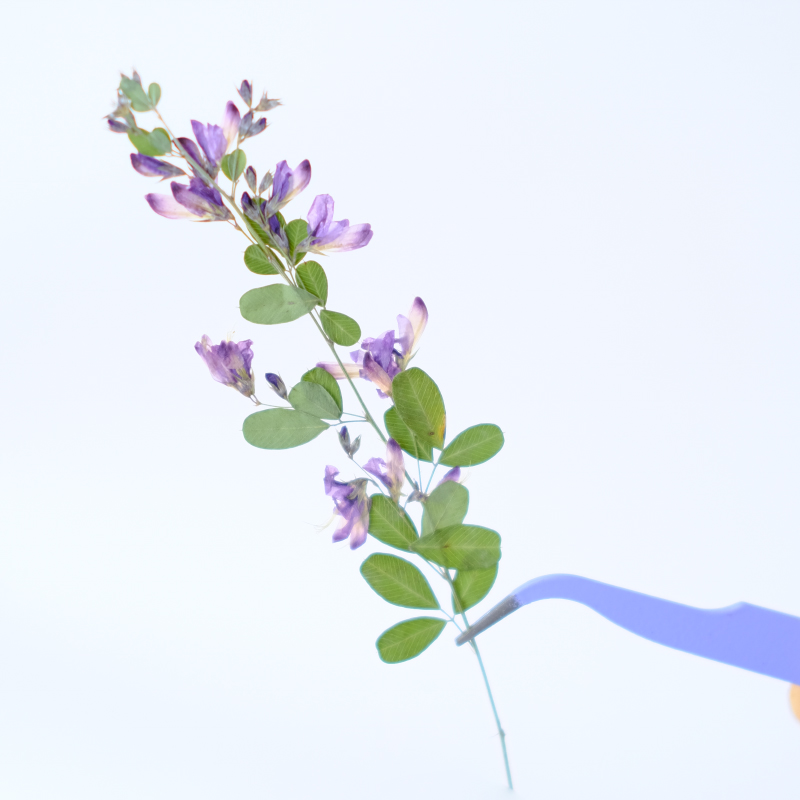 6 stuks, natuurlijke Lespedeza - Resin Art Baby recensie en prijs