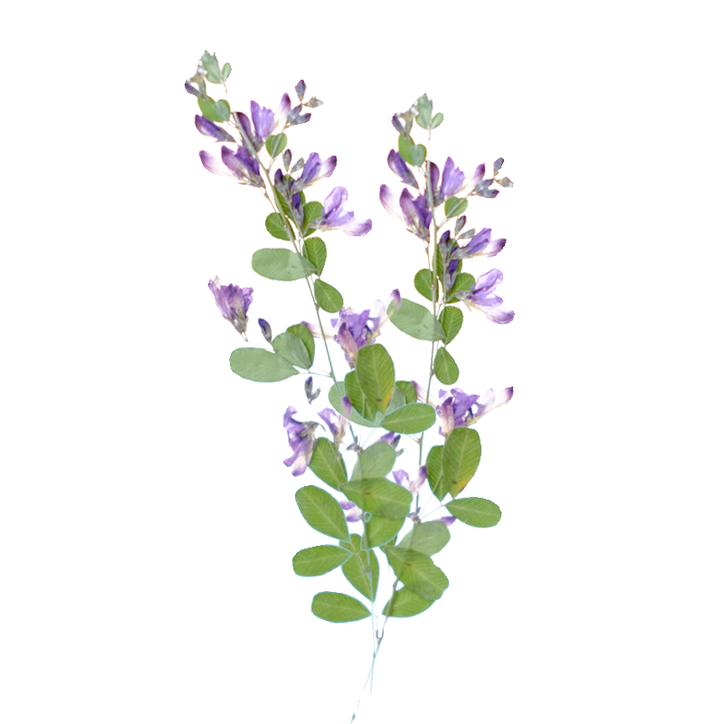 6 stuks, natuurlijke Lespedeza - Resin Art Baby recensie en prijs