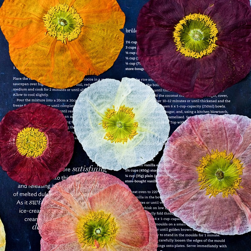 1 stks, natuur veld klaproos g - Resin Art Baby recensie en prijs