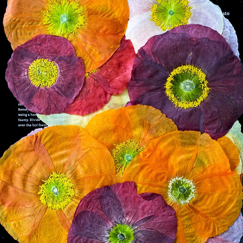 1 stks, natuur veld klaproos g - Resin Art Baby recensie en prijs