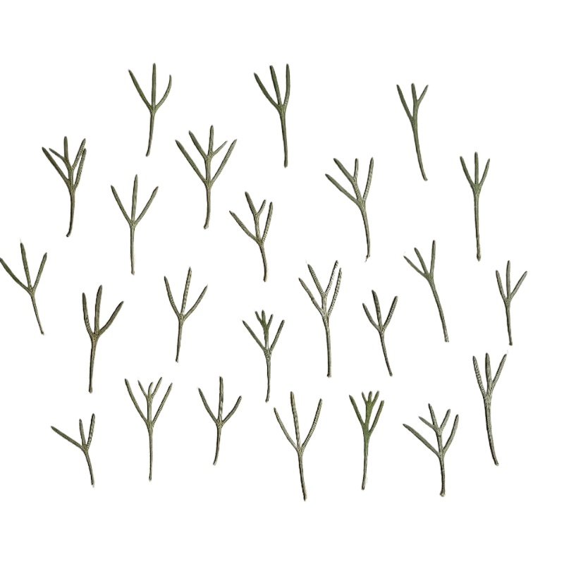 24 stuks, echte geperste achil - Resin Art Baby recensie en prijs