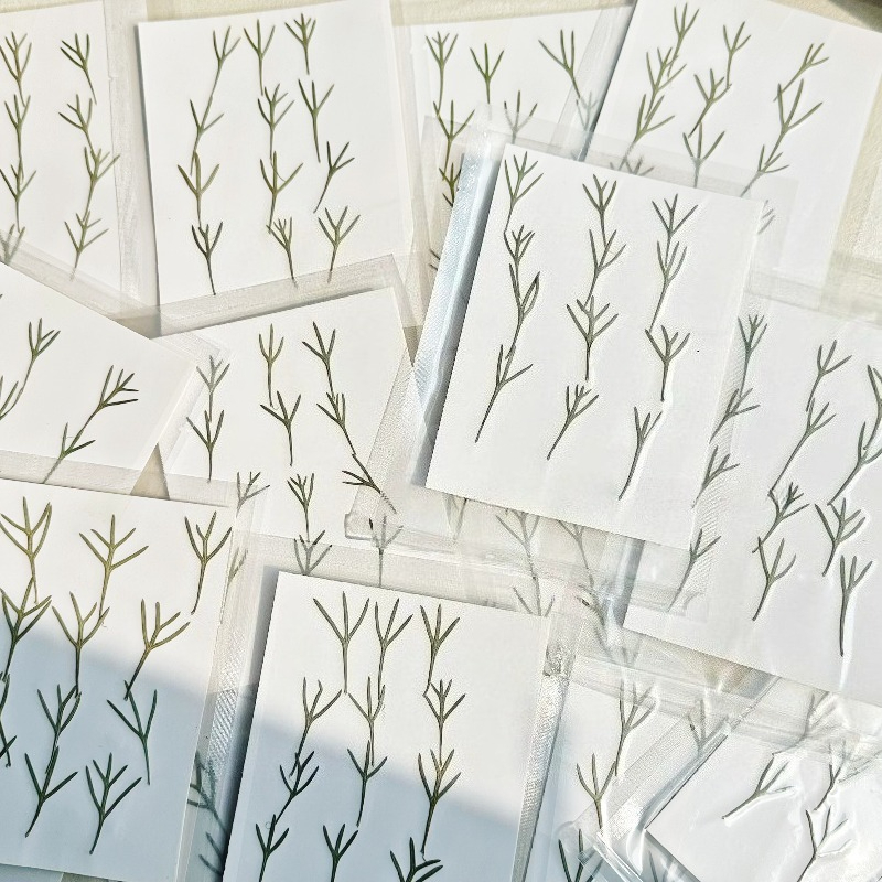 24 stuks, echte geperste achil - Resin Art Baby recensie en prijs