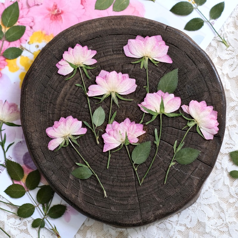 12 stuks, echte gedroogde gepe - Resin Art Baby recensie en prijs