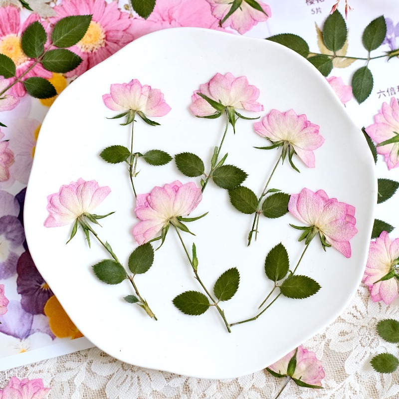 12 stuks, echte gedroogde gepe - Resin Art Baby recensie en prijs
