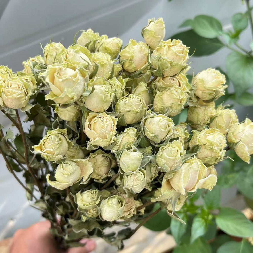Natuurlijk gedroogd rozenboeke - Resin Art Rose recensie en prijs